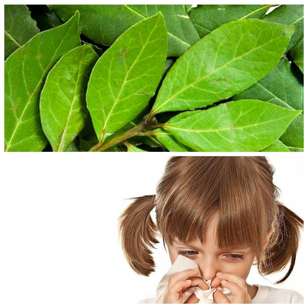 Лечение аллергии у детей лавровым листом