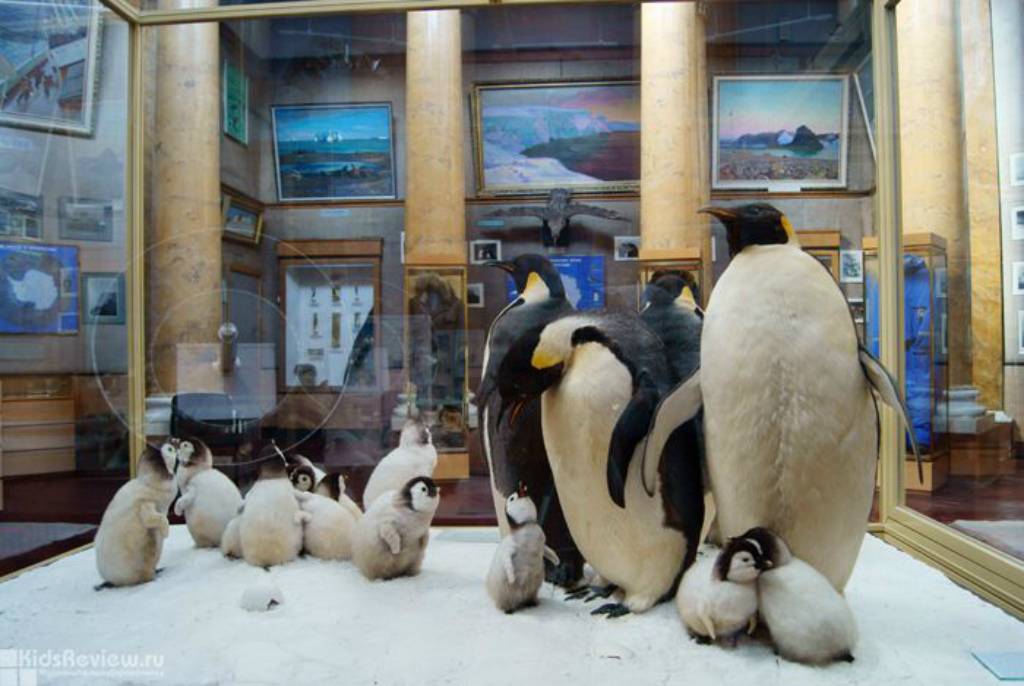 Музей арктики и антарктики  описание и фото - россия - санкт-петербург : санкт-петербург