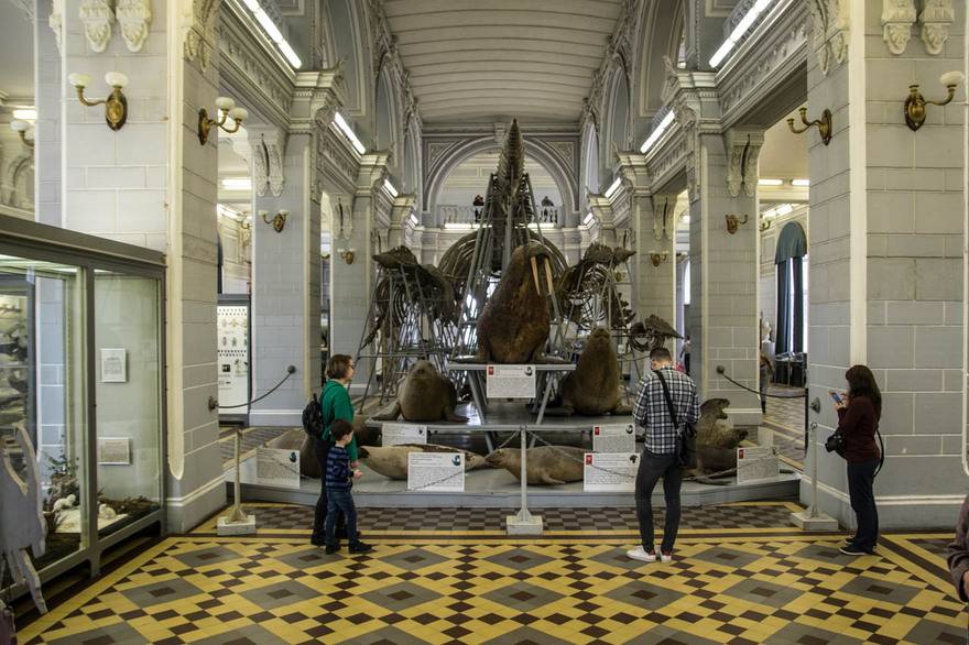 Зоологический музей в санкт петербурге  адрес стоимость билета и фото экспонатов отзыв