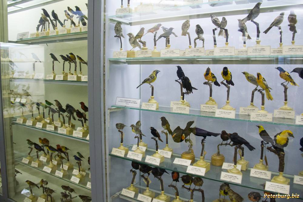 Зоологический музей ран в санкт-петербурге – экспонаты со всех уголков земного шара!