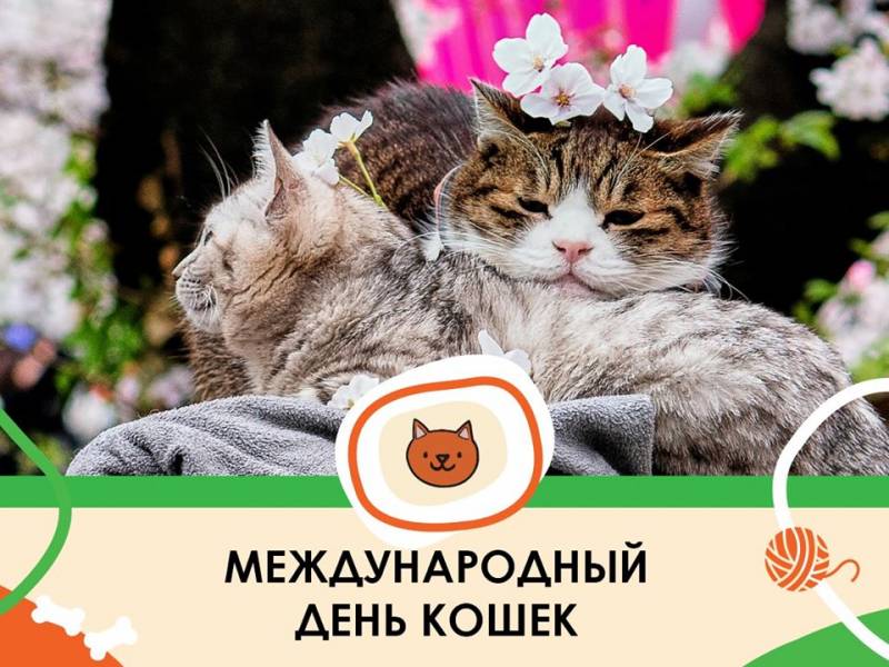 День кошек 2022: какого числа отмечают в россии