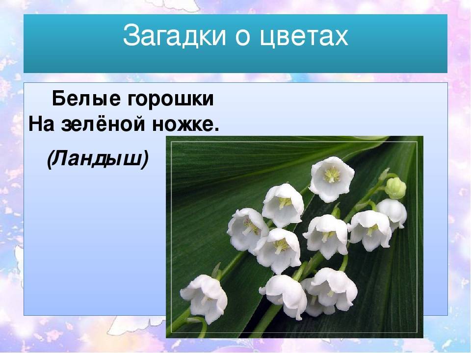 Белые горошки на зеленой ножке что это. Загадки о цветах. Загадки про цветы. Интересные загадки о цветах. Загадки о цветах для детей.