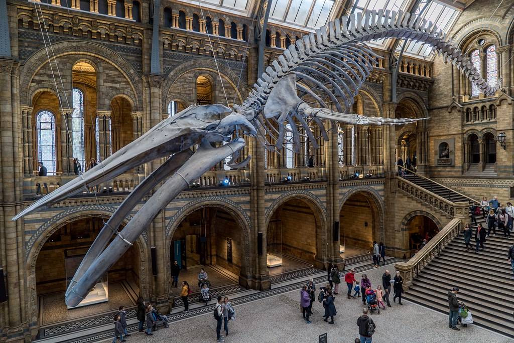 Британский музей естественной истории – экскурсии для детей и взрослых