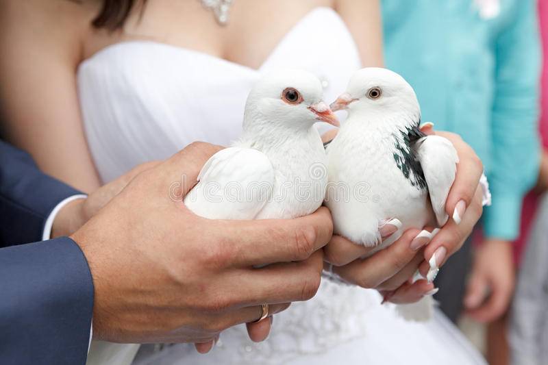 Голуби на свадьбу — вечная любовь и преданность