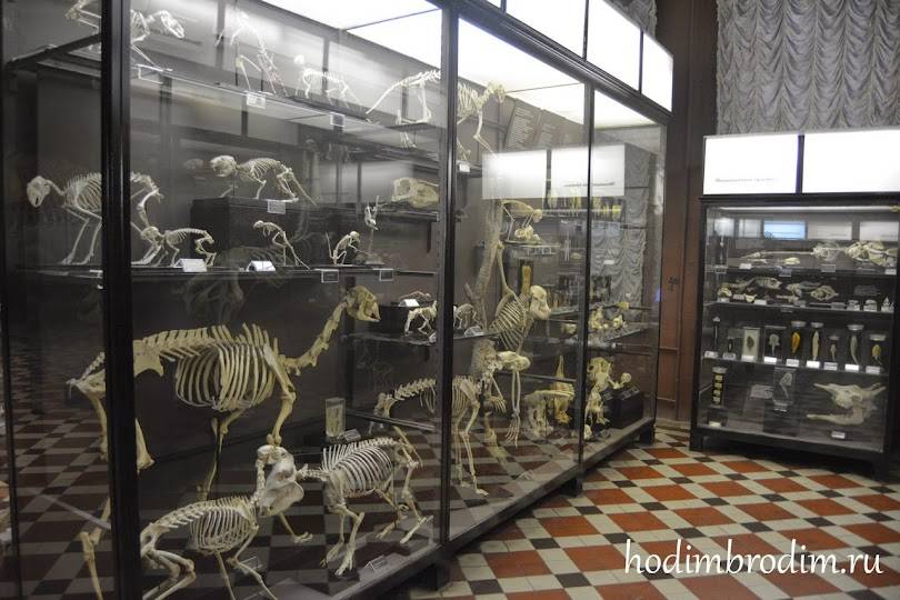 Зоологический музей  описание и фото - россия - санкт-петербург : санкт-петербург