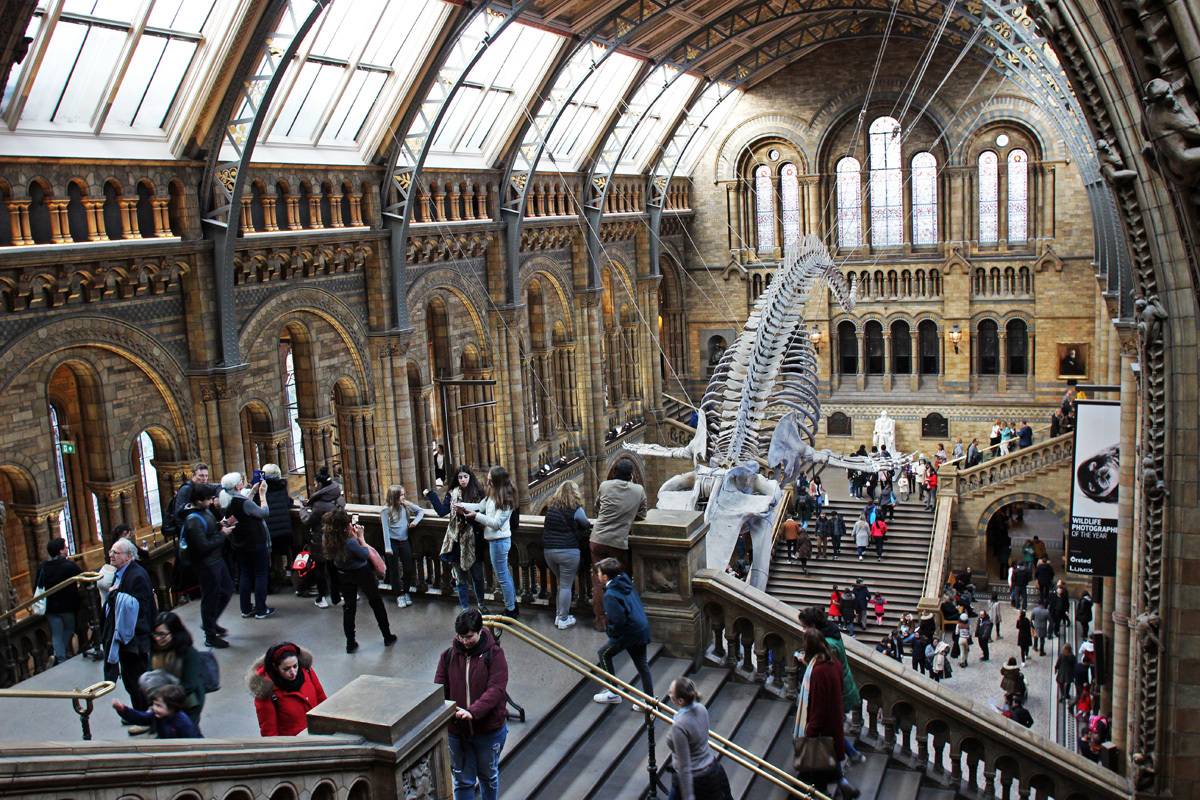Лондонский музей естественной истории, лондон (великобритания): история, фото, как добраться, адрес
на карте и время работы в 2022