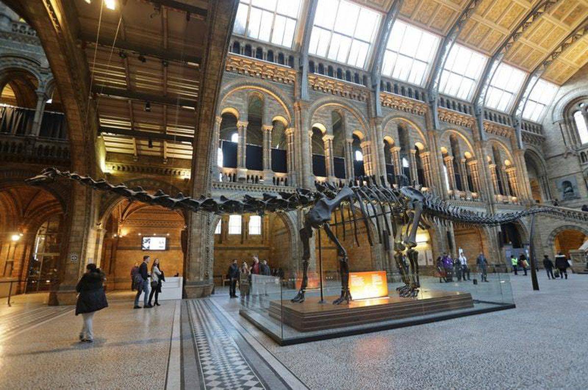 Лондонский музей естественной истории в 2022