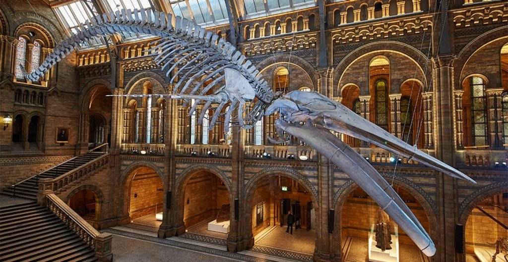 Музей естественной истории в лондоне (museum of natural history) - история создания и экспонаты