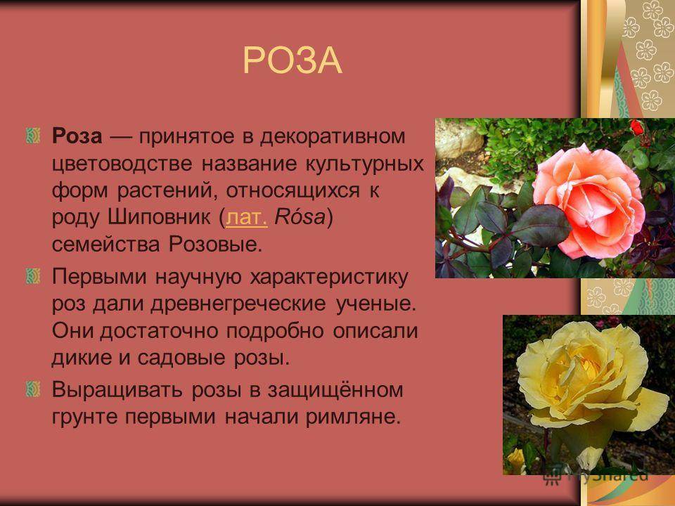 Цвет роз: значение и тайный смысл