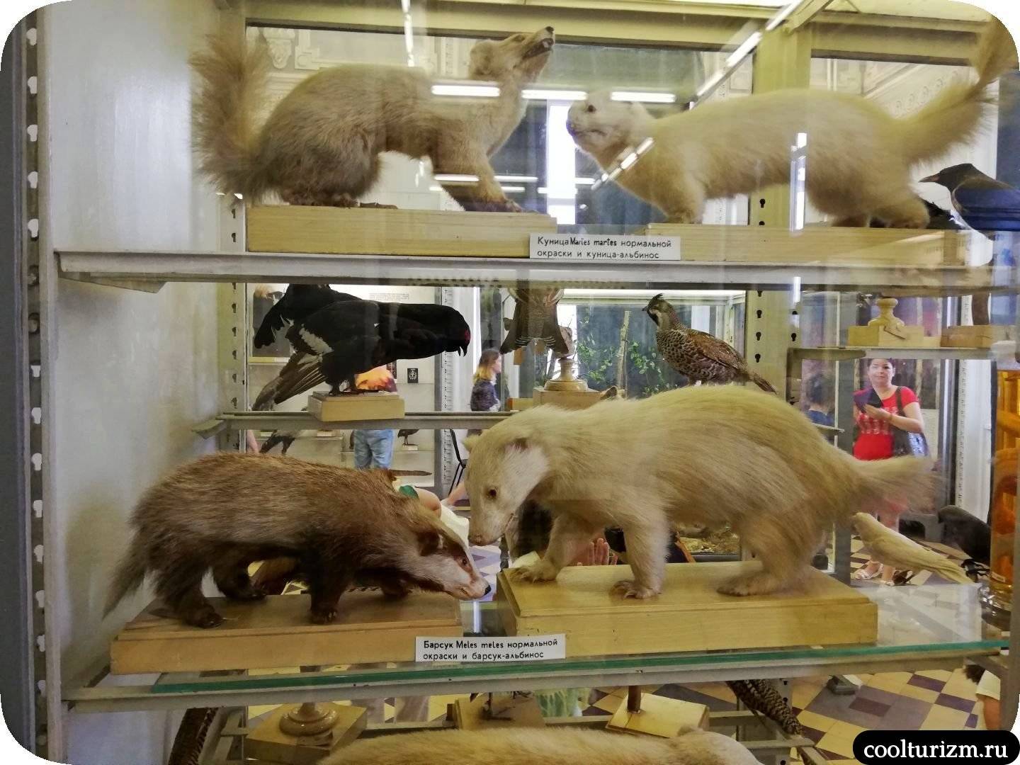 Зоологический музей в петербурге