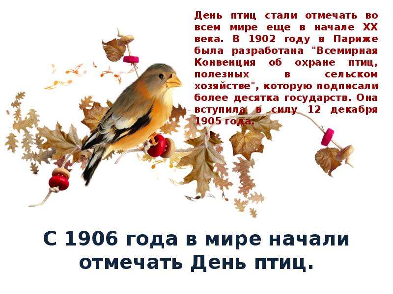 Международные день птиц отмечают 1 апреля 2020 года - 1rre