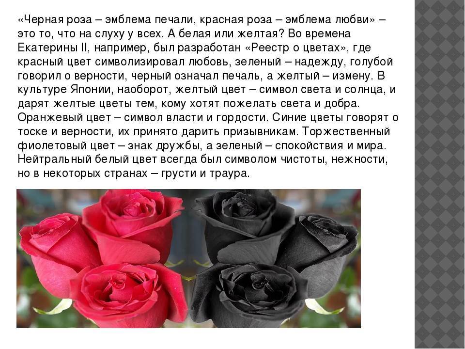 Цвет роз: значение и тайный смысл