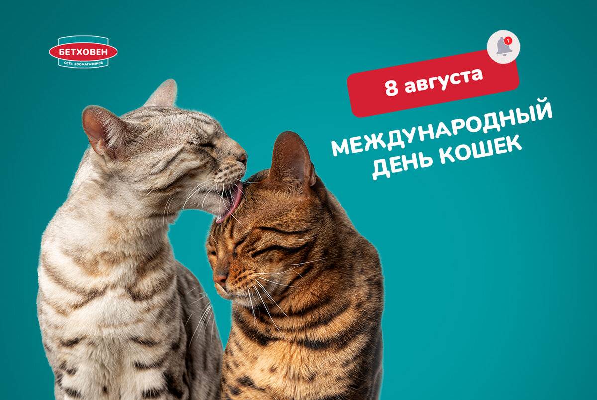Всемирный день котов и кошек | 1 марта, россия
