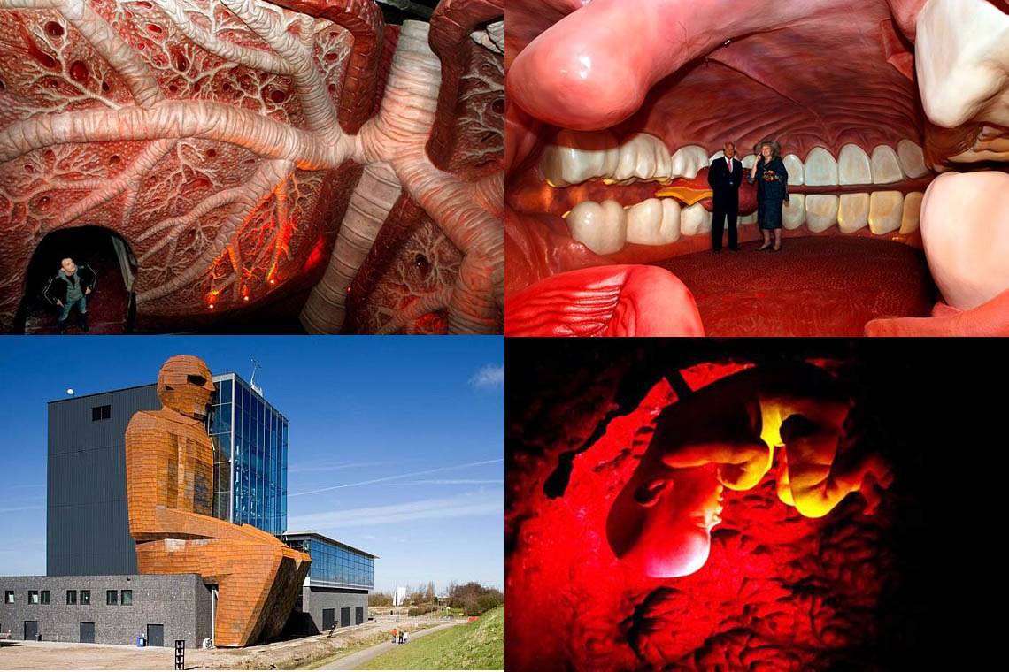 Музей человеческого тела: как попасть внутрь гигантского организма и не сойти с ума