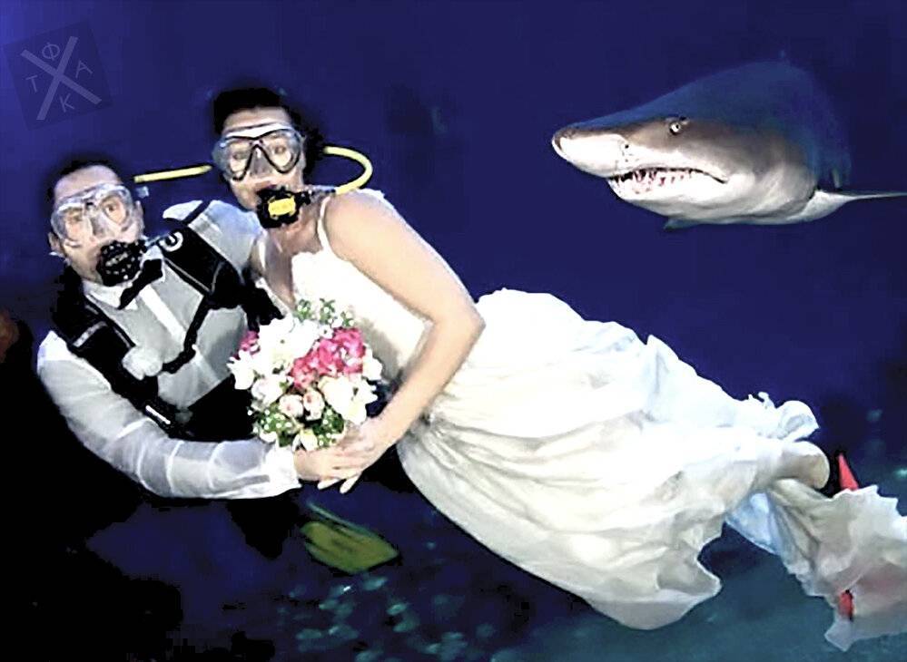 Необычные свадьбы: в Антарктиде, под небесами и в окружении акул