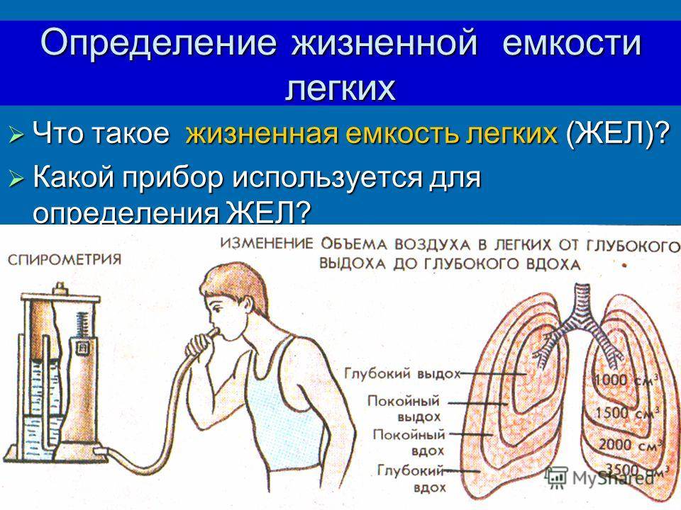 Как увеличить объем лёгких в домашних условиях pulmono.ru
как увеличить объем лёгких в домашних условиях