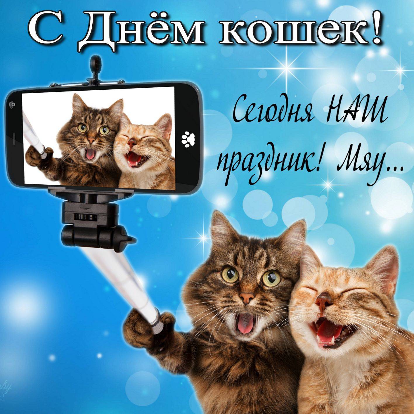 Всемирный день кошек 2021: когда празднуют в россии и мире - 1 марта? история, традиции