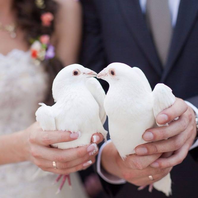 Голуби на свадьбу — вечная любовь и преданность