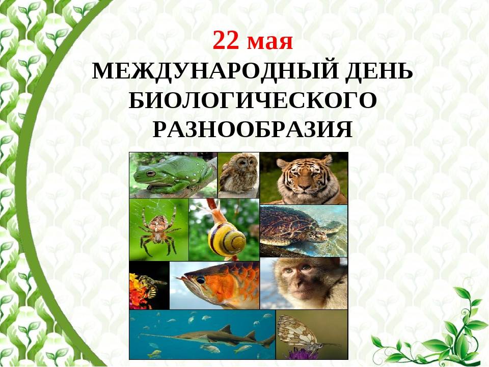 22 мая в календаре: международный день биологического разнообразия и день винегрета
