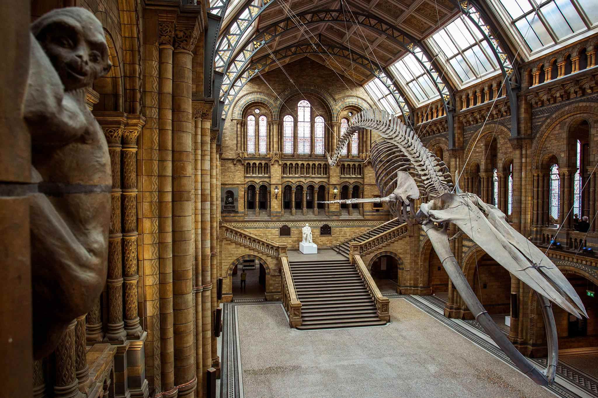 Музей естественной истории в лондоне — обзор и информация