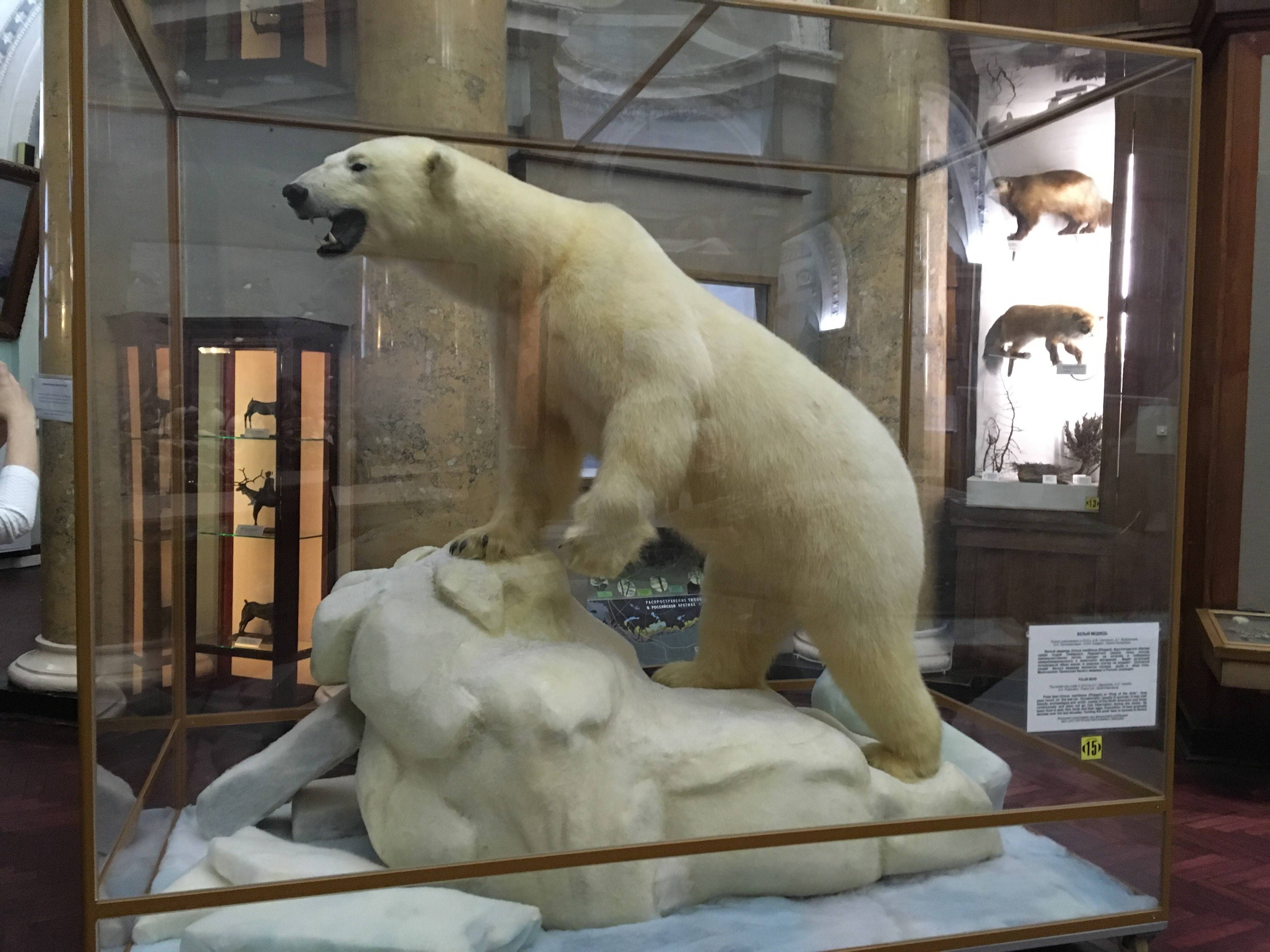 Российский государственный музей арктики и антарктики - вики