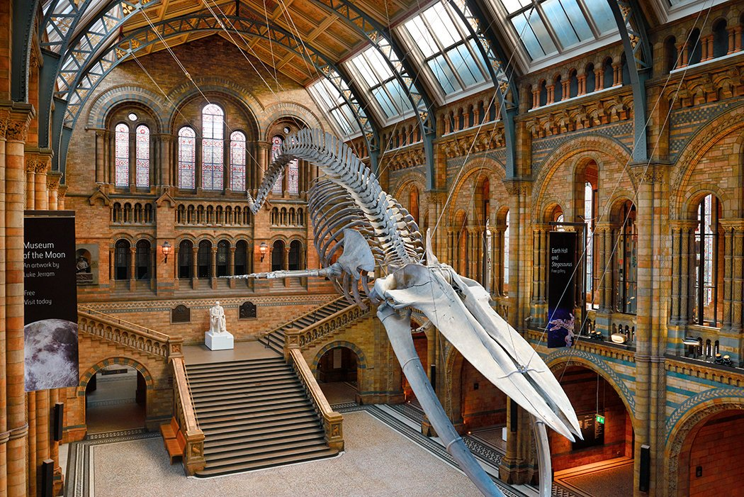 10 экспонатов музея естествознания в лондоне, которые стоит увидеть | поездка в лондон - советы туристу