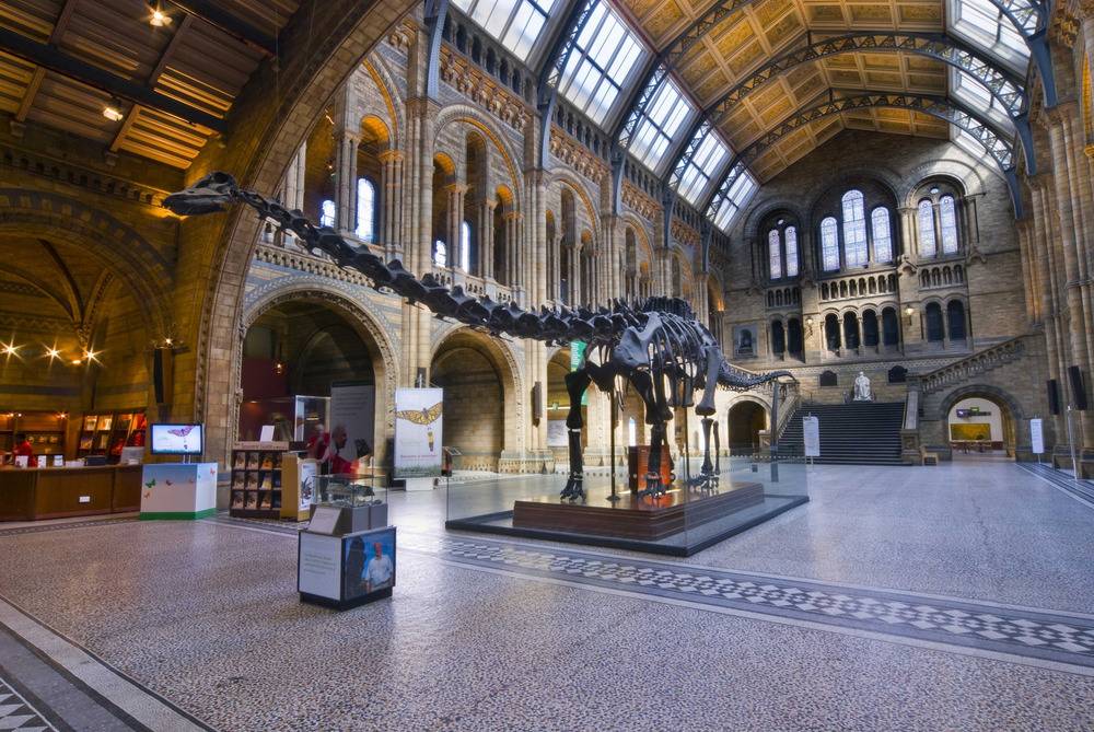 Лондонский музей естествознания: интересные экспонаты