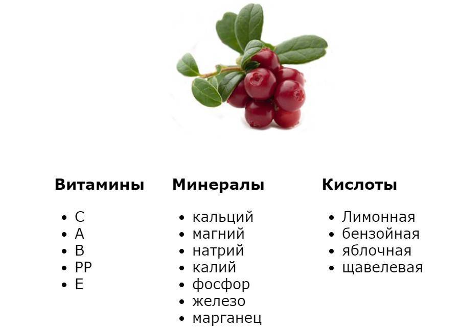 Использование брусничного листа и ягод брусники в детском меню