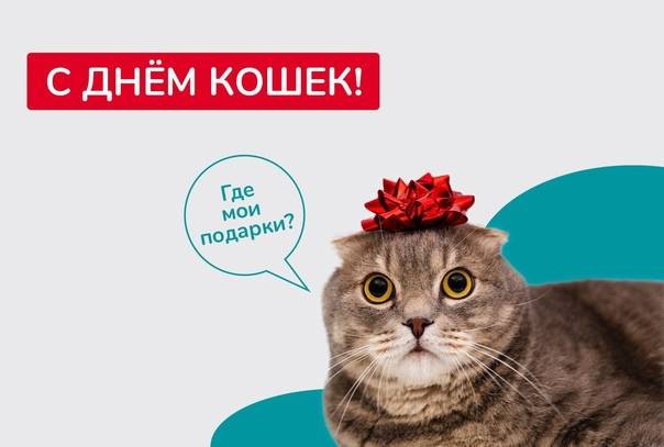 8 августа 2022 – всемирный день кошек | местное время - новости рубцовска и алтайского края